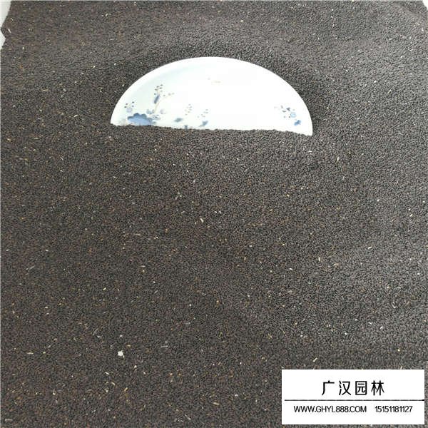 蘭花鼠尾草種子