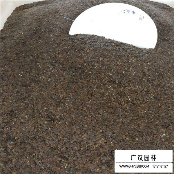 藍花亞麻種子(圖3)