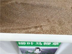 柳葉馬鞭草種子