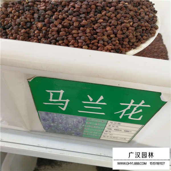 馬蘭花種子價格貴嗎(圖2)