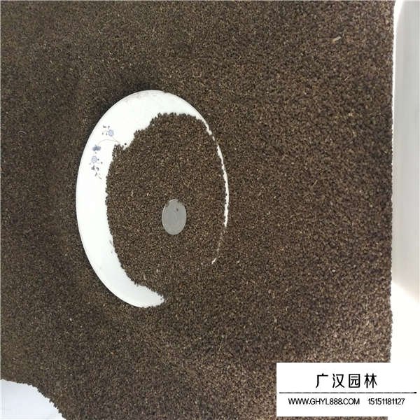 千鳥草種子(圖2)