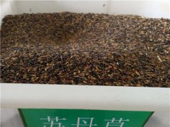 蘇丹草種子