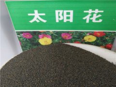 太陽花種子