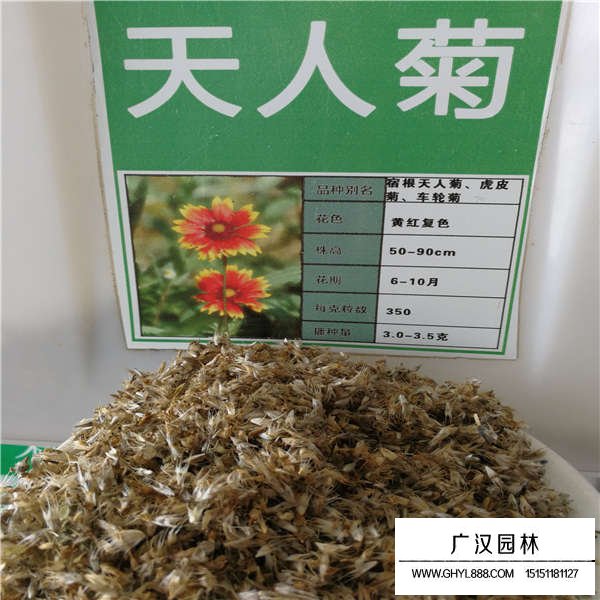 天人菊種子(圖1)