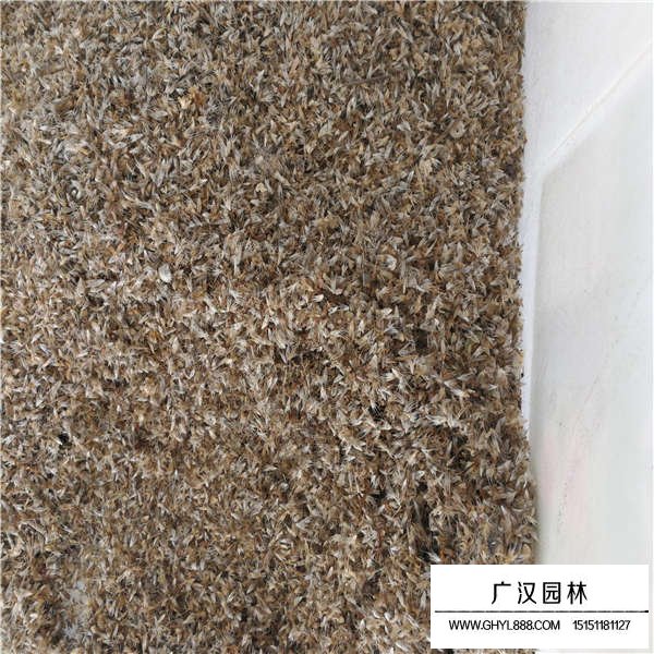 天人菊種子(圖2)