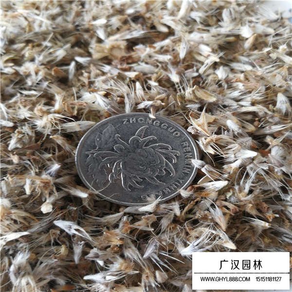 天人菊種子(圖3)