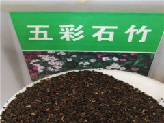 五彩石竹種子