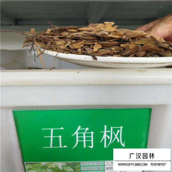 五角楓種子(圖1)