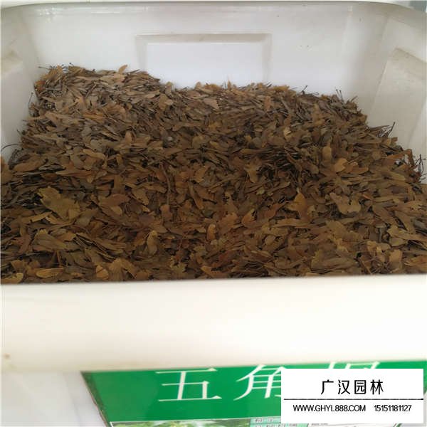 五角楓種子(圖3)