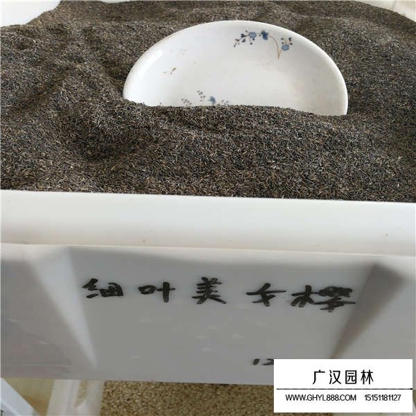 細(xì)葉美女櫻種子(圖1)