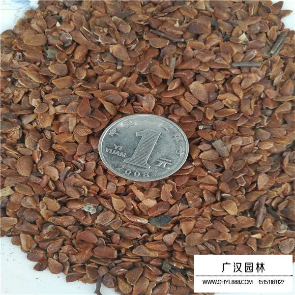 香椿種子(圖3)