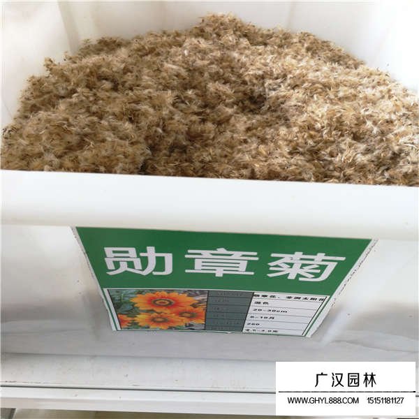 勛章菊種子(圖1)