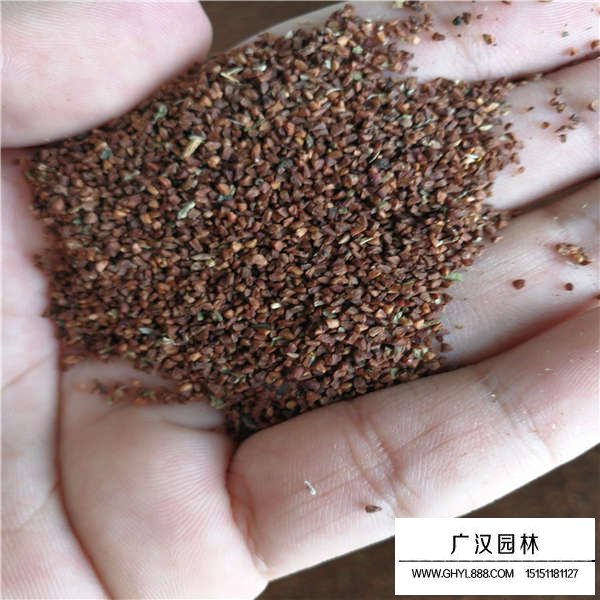 月見草種子(圖3)