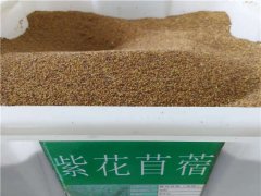 紫花苜蓿種子