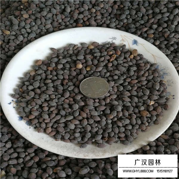 紫茉莉種子(圖2)