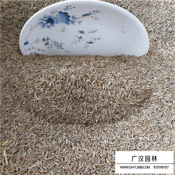 紫羊茅種子(圖3)