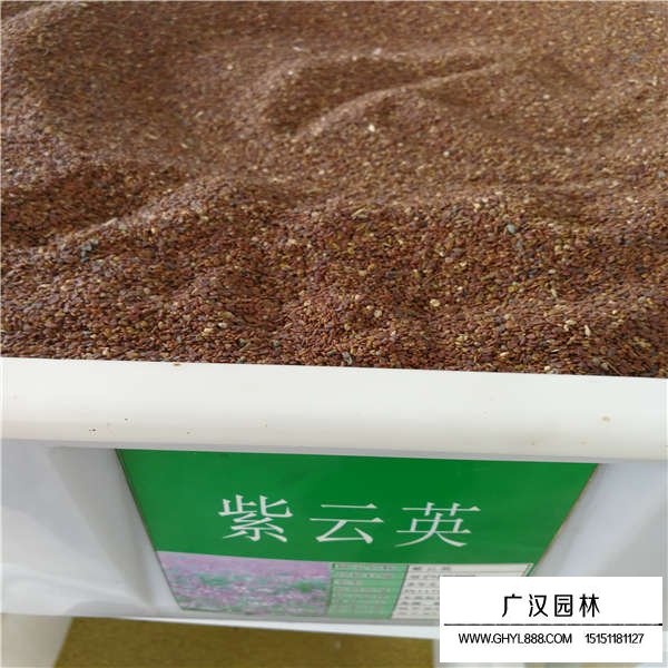 紫云英種子(圖1)