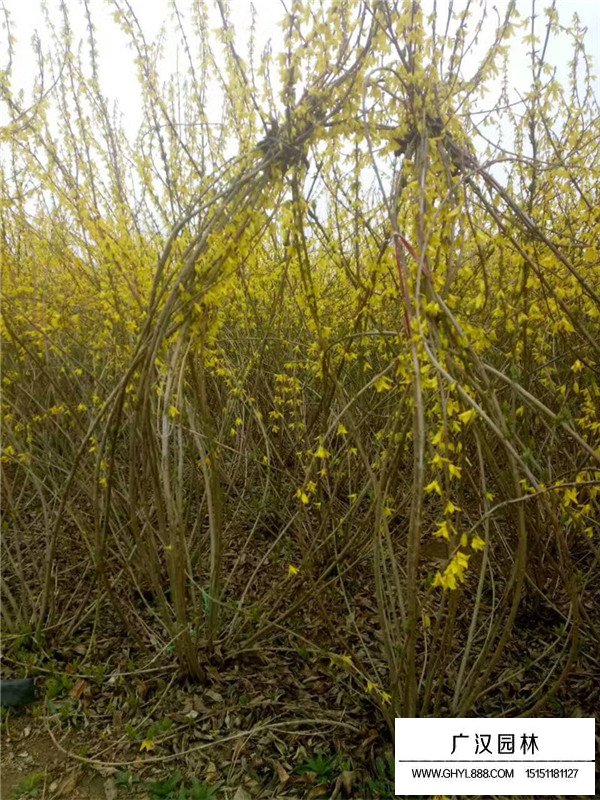 叢生連翹是藥材嗎？(圖1)