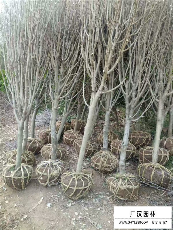 獨(dú)桿木槿多少錢(qián)一顆？(圖1)