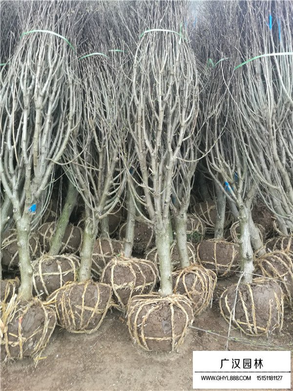 獨(dú)桿木槿多少錢(qián)一顆？(圖4)