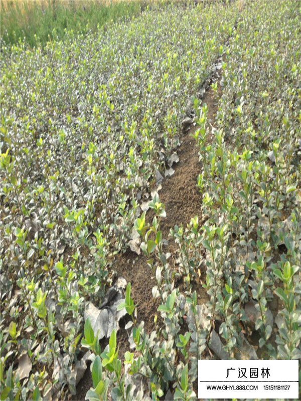 扶芳藤是如何分辨的呢？(圖3)