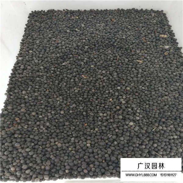 北欒種子價(jià)格是多少(圖2)