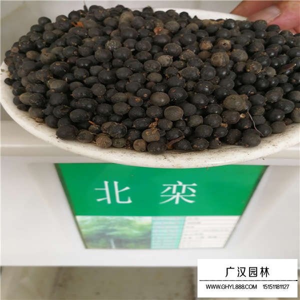 北欒種子哪里有賣的(圖1)