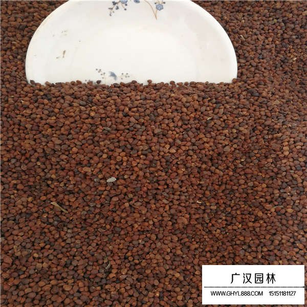 馬蘭花種子多少錢一斤(圖4)