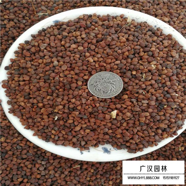 馬蘭花種子貴嗎(圖2)