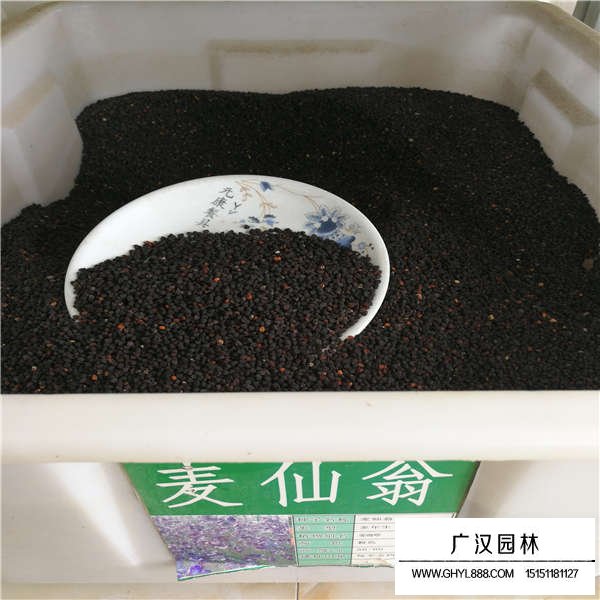 麥仙翁種子多少錢一斤(圖2)