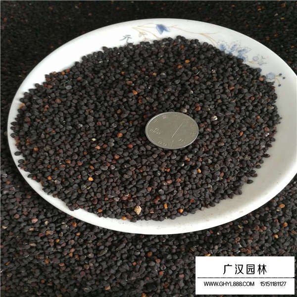 麥仙翁種子多少錢一斤(圖3)