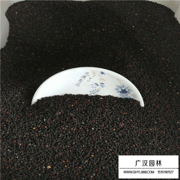 麥仙翁種子多少錢一斤(圖4)