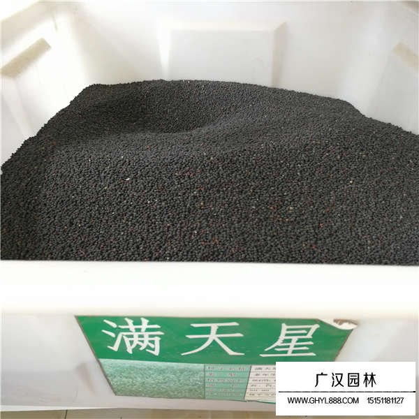 滿天星種子產(chǎn)地在哪里(圖1)