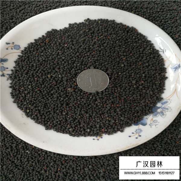 滿天星種子產(chǎn)地在哪里(圖2)