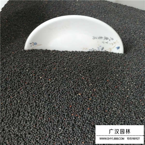 滿天星種子產(chǎn)地在哪里(圖3)