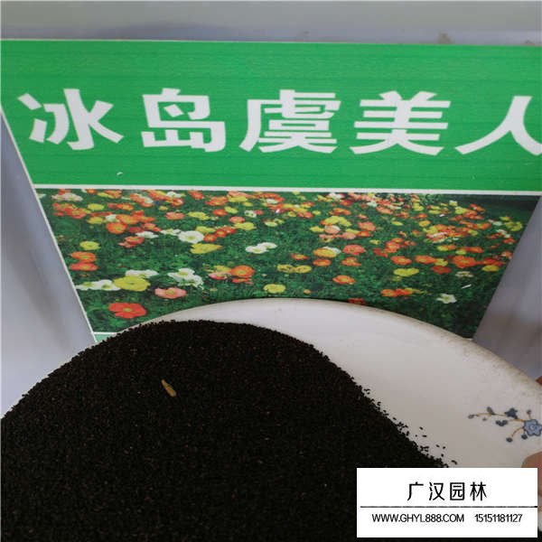 冰島虞美人種子價(jià)格是多少(圖1)