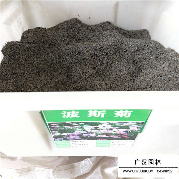 波斯菊種子價格是多少(圖1)