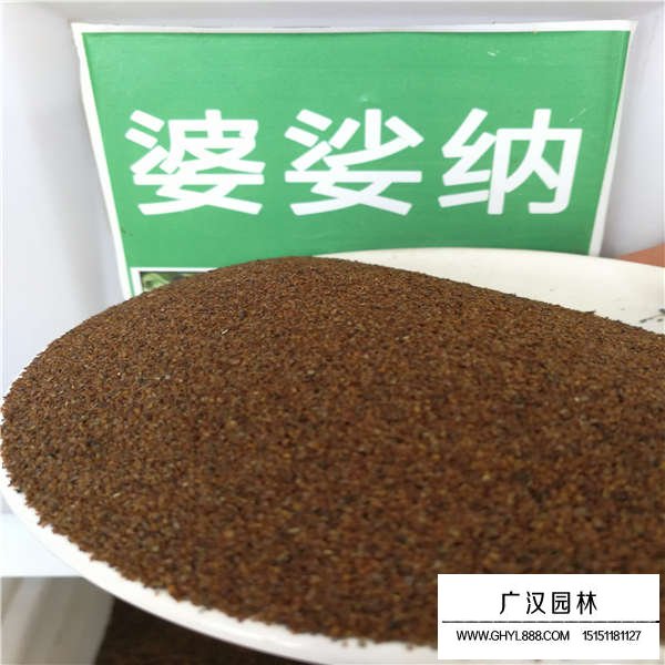 婆婆納種子多少錢一斤(圖1)