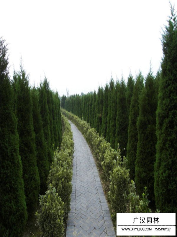 圓柏樹(shù)價(jià)格(圖3)