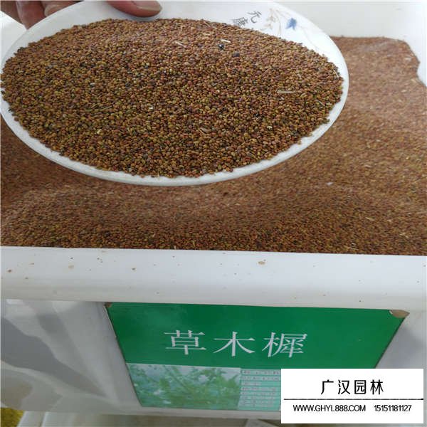 草木樨種子哪里有賣的(圖1)