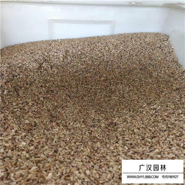 草原松果菊種子價(jià)格多少(圖3)