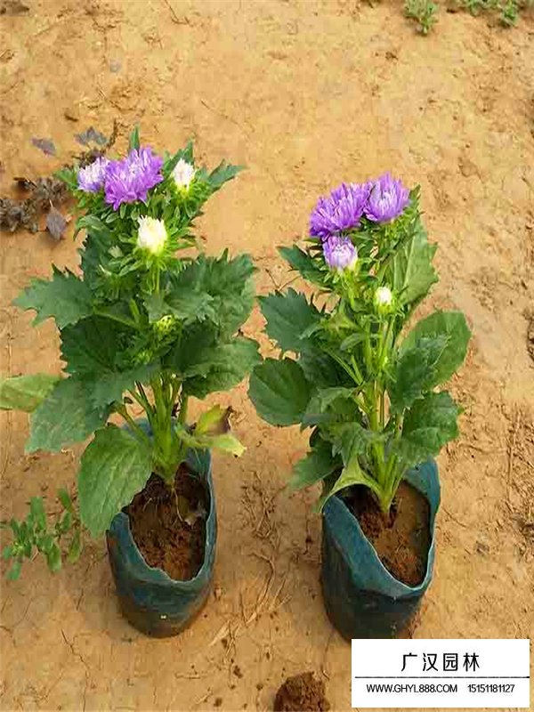 翠菊是菊花的一種嗎(圖2)