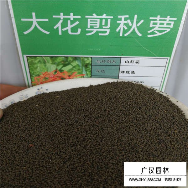 大花剪秋蘿種子哪里多(圖1)