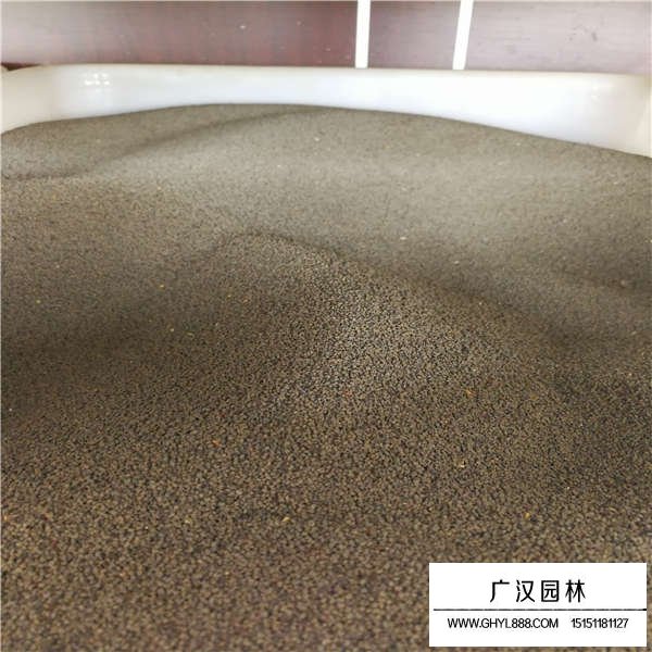 大花剪秋蘿種子哪里多(圖2)