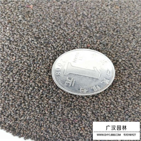 大花剪秋蘿種子哪里多(圖3)