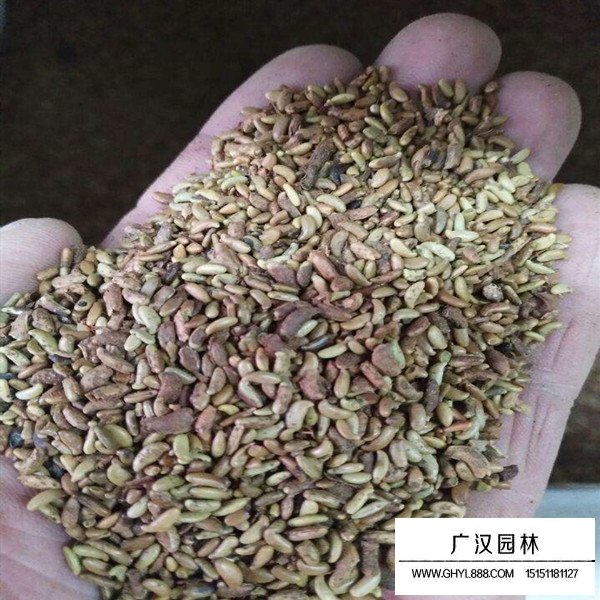 紫穗槐種子的播種(圖2)