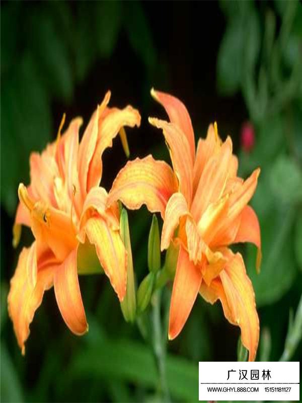 大花萱草有種子嗎(圖1)