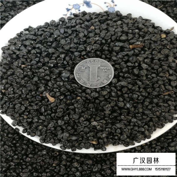 大花萱草種子多少錢一斤(圖2)