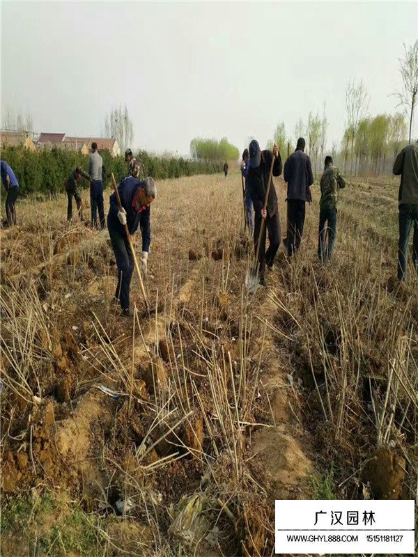 紫穗槐小苗(圖1)