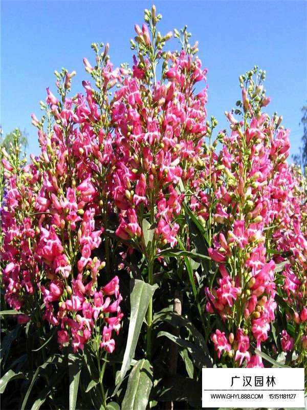 釣鐘柳種子價(jià)格是多少(圖1)